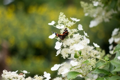 Kristallijne bloem met vlinder.jpg